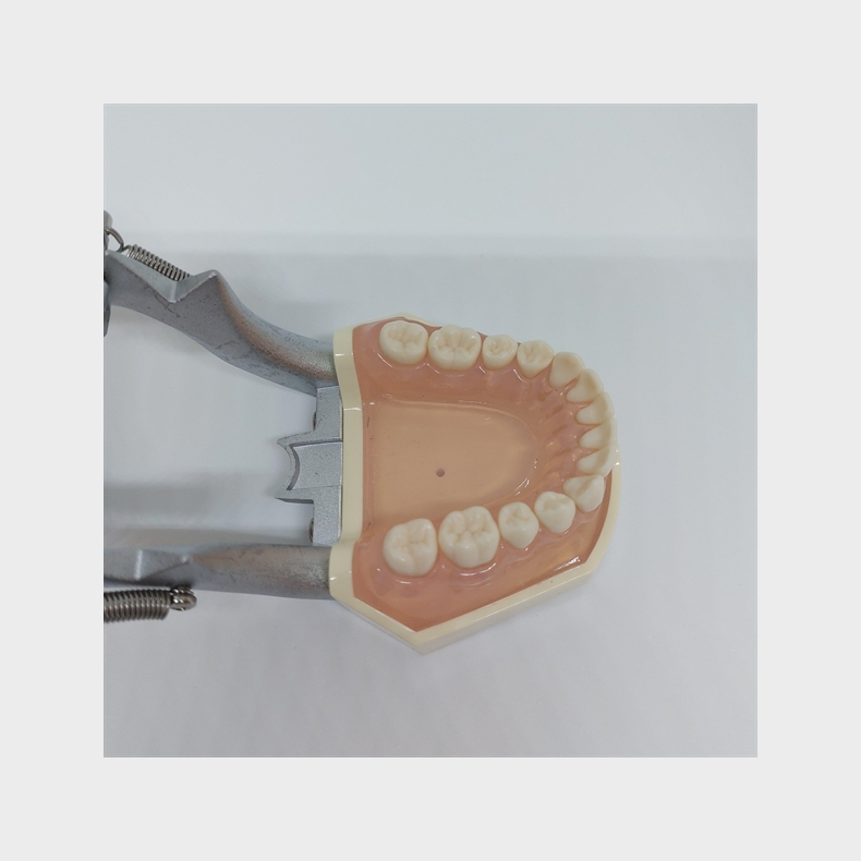 Studiemodel med Aftagelige Tnder 